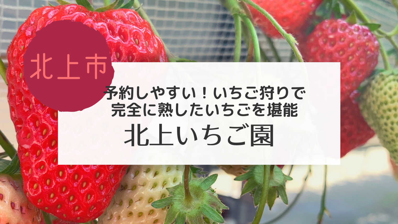 北上 北上いちご園でいちご狩り 大粒の完熟いちごで大満足 こぎの岩手情報ブログ